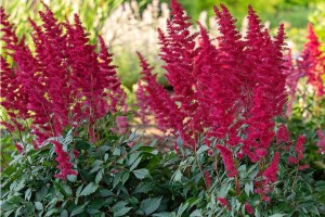 Astilbe_arendsii_4ce294cf1f422.jpg